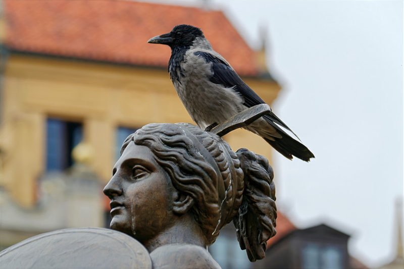 25 - A hooded crow perched calmly on the head of a bronze classical statue